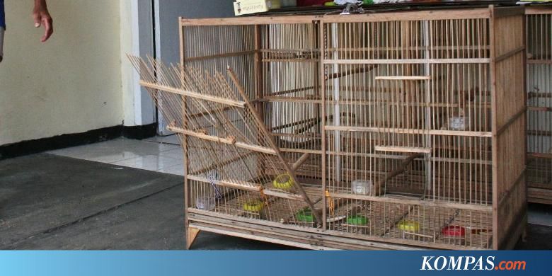 Perampok Gondol 25 Burung Kenari Seharga Rp 50 Juta