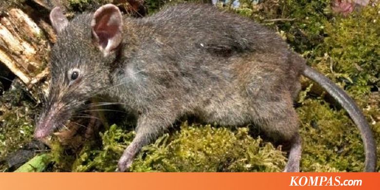 Tikus Tanpa Geraham Ditemukan Di Sulawesi