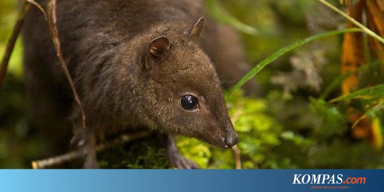 Rahasia Di Kentut Kanguru