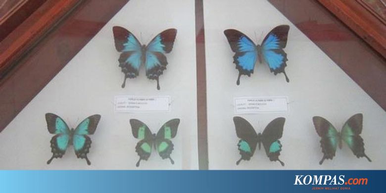 Arti Kupu Kupu Coklat Masuk Rumah Berbagai Rumah