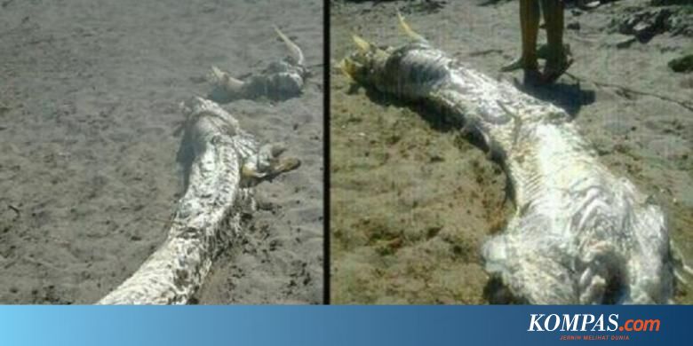 Monster Laut Bertanduk Terdampar Di Spanyol Kilasdaerah Kompas Com