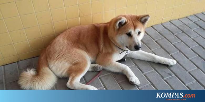 Anjing Setia 6 Hari Tak Beranjak Dari Pintu Rs Tunggu Tuannya