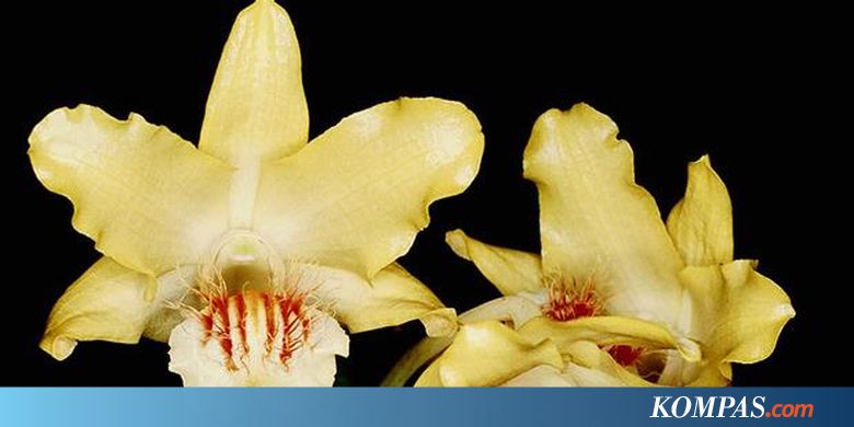Fantastis 30 Bunga Anggrek Ekor Tikus  Gambar Bunga  HD