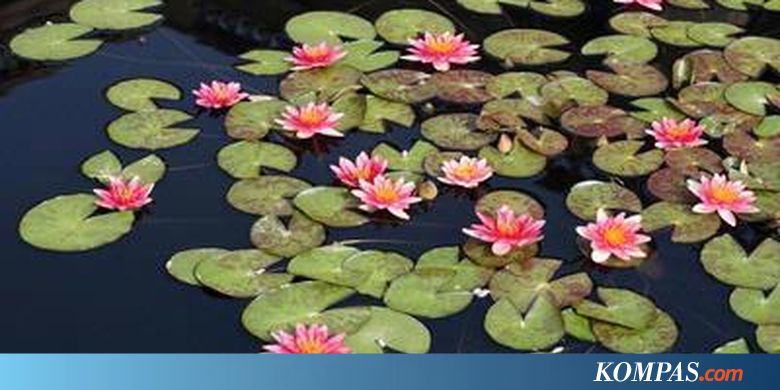 Gambar Bunga Teratai Di Kolam - Gambar Bunga