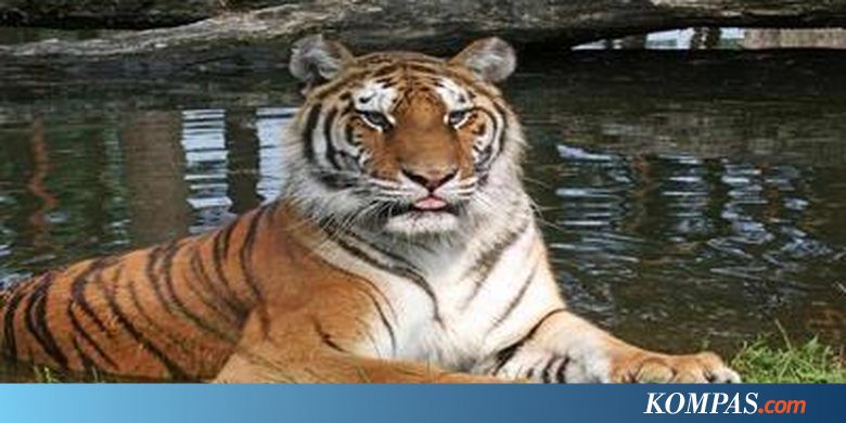 Download 5800 Gambar Harimau Gigit Pisau Paling Bagus HD