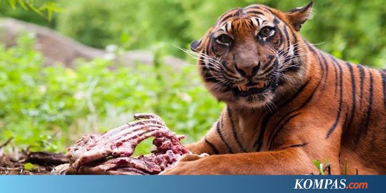 Download 5800 Gambar Harimau Gigit Pisau Paling Bagus HD