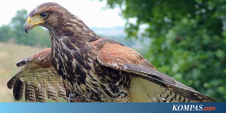  Burung  Elang  Wimbledon Hilang Telah Kembali Kompas com