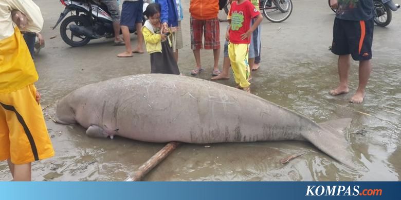 Ikan Duyung Terdampar Gemparkan Warga Kabupaten Nias Utara 