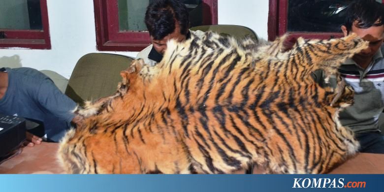  Jual  Kulit Harimau  Rp 30 Juta Empat Pemburu Terancam Lima 