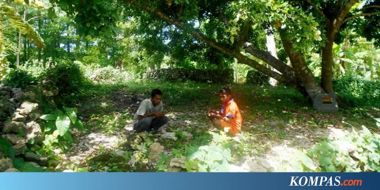 Lahan yang Ditumbuhi Pohon Maja Itu Diyakini sebagai Makam 