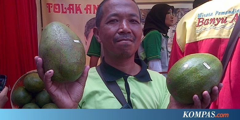 Alpukat Wina, Si Jumbo Berdaging Tebal dengan Rasa Gurih  Kompas.com