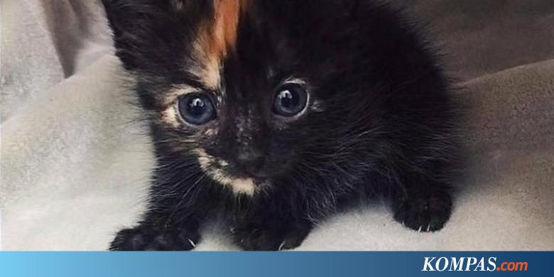 Masuk ke Dalam  Kandang  Komodo Anak Kucing  Nyaris Dimangsa