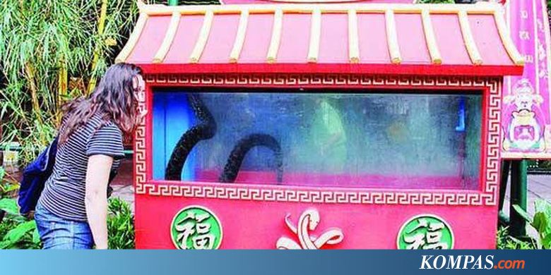 Berlibur Menyambut Tahun Ular Air Halaman All Kompascom