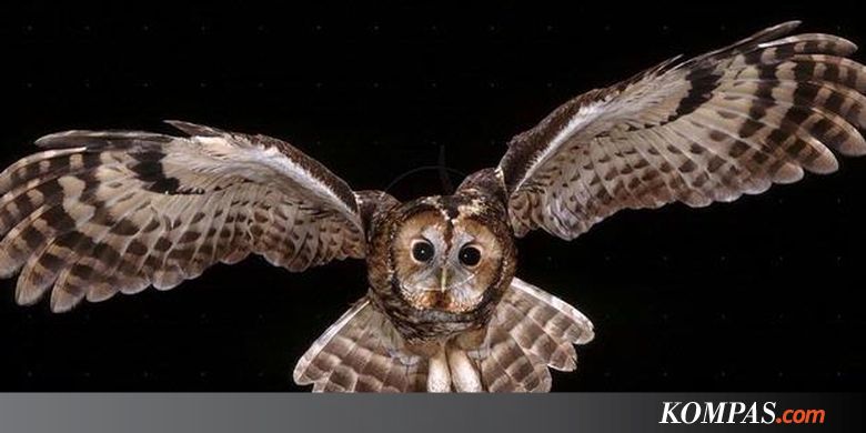 Gambar Tato  Burung Hantu Di Tangan Simple Gambar Burung