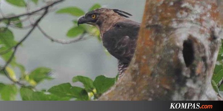 480 Koleksi Gambar Burung Elang Dari Styrofoam Gratis Terbaik