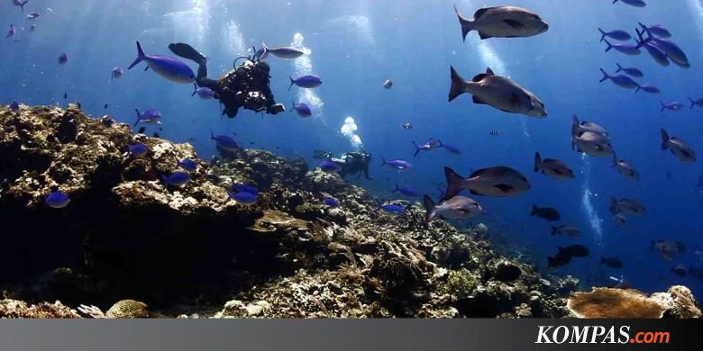 Kesehatan Ekosistem Laut Semakin Memburuk - Kompas.com