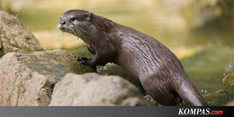 Berang-berang, "Bertampang" Lucu, tetapi Kejam secara Seksual