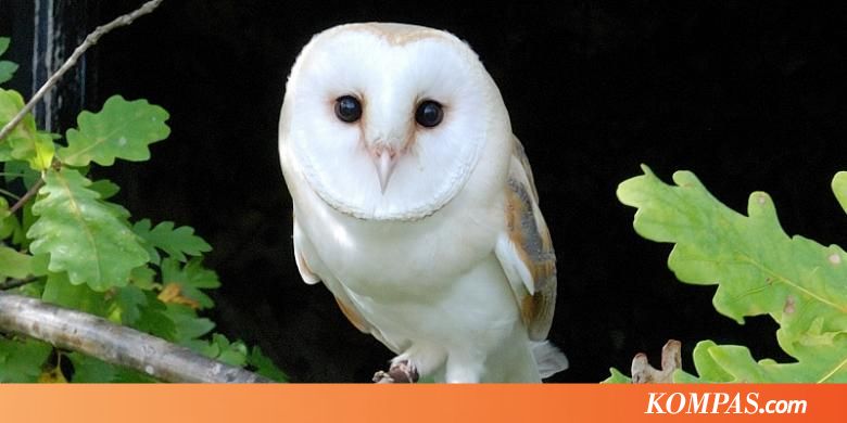 Burung Hantu Pembawa Cincin Tertidur, Pernikahan Ditunda