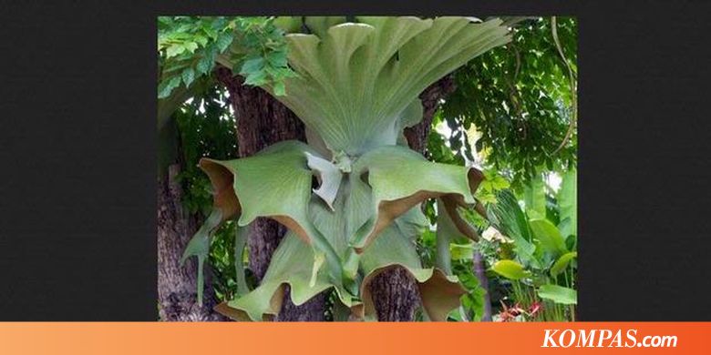 Pakis Tanduk Rusa, "Raksasa" Unik Penghias Taman - Kompas.com