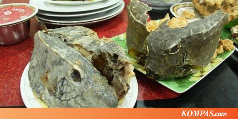  Ikan  Kudu kudu Seram  tetapi Romantis