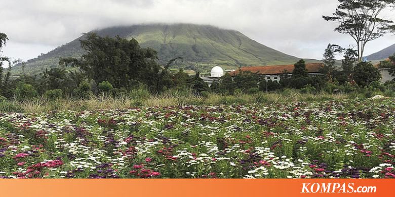 Bunga di Kaki Gunung  Lokon  Kompas com