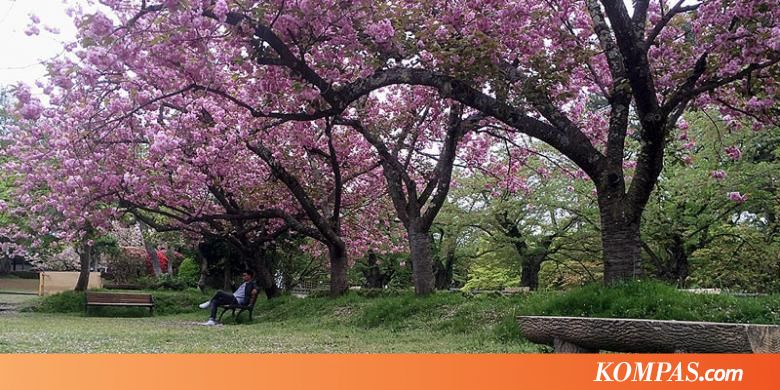 Catat Waktu Terbaik Melihat Mekarnya Sakura di Jepang 