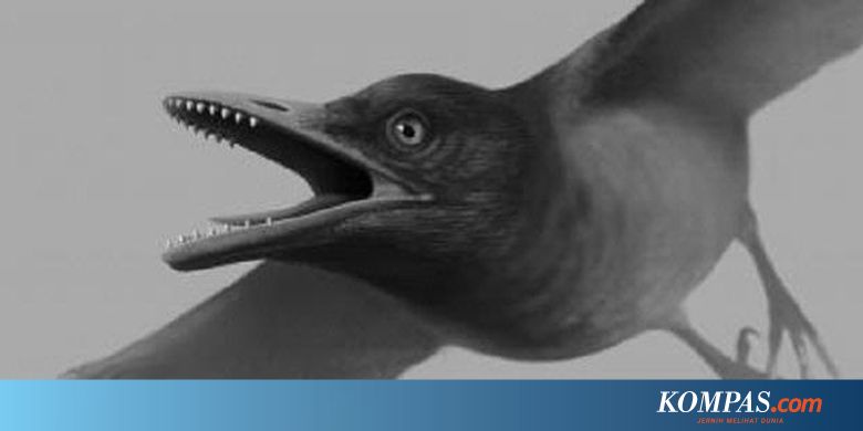 Fosil Burung Bergigi Pemakan Kepiting Ditemukan