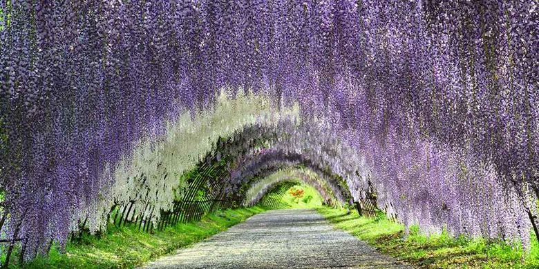 Kagum dengan Sakura? "Wisteria Tunnel" di Jepang Tak Kalah Indah