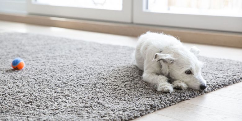 Seekor anjing bersantai di atas karpet.