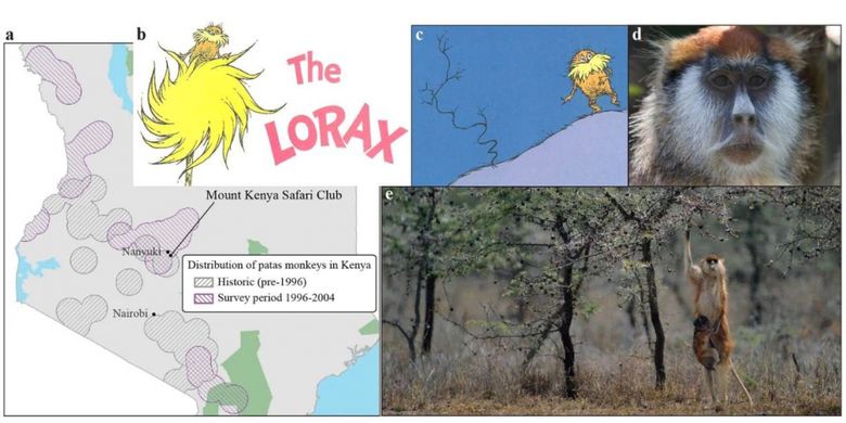 Lorax dalam dunia nyata adalah monyet patas (Eryhtocebus patas), primata tercepat di dunia.