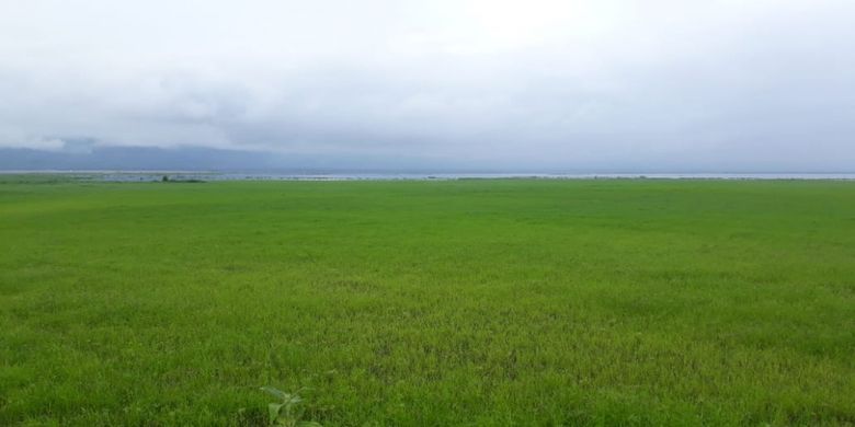 Bagian dasar Danau Limboto yang sudah mengering ditumbuhi rumput dan semak. Surutnya air danau ini akibat kemarau
