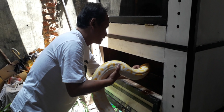 Ade Setiawan, warga Pademangan penghobi ular yang mengoleksi lima ekor ular sanca, memasukkan salah satu ular sancanya ke dalam kandang, Kamis (14/2/2019).