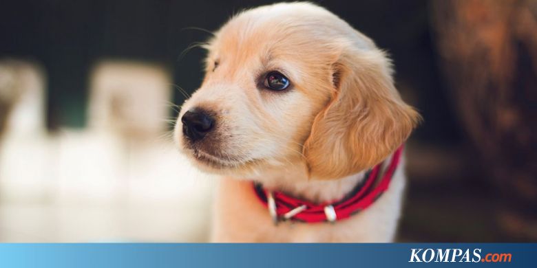 Inggris Segera Melarang Penjualan Anak Anjing Dan Kucing Di Toko