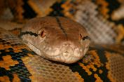 Mengenal Ular Sanca Batik, Predator yang Makan Manusia di Sulawesi