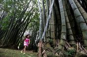 Akhir Pekan, Yuk Ajak Anak Bermain di Kebun Raya
