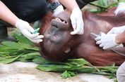 Polri Akan Kejar Pelaku dan Perusahaan Pembunuh Orangutan di Kalteng