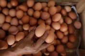 Diduga Tercemar Bakteri, 207 Juta Telur di AS Ditarik dari Peredaran