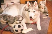 Yuk, Bertemu Anjing-anjing Menggemaskan di Jepang