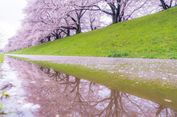 Ini Tempat Melihat Sakura yang âInstagramableâ di Kyoto!
