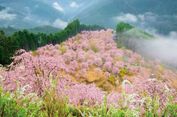 Bisakah Menikmati Sakura Sambil Naik Gunung?