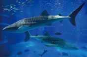 Osaka Aquarium, Apa yang Berbeda Pada Malam Hari?