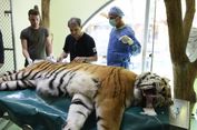Sakit Panggul, Igor Si Harimau Siberia Jalani Perawatan Sel Punca