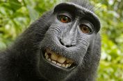 Akhir Cerita Naruto, Sang Monyet Indonesia Pengambil Selfie