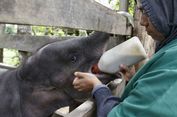 Mengintip Perawatan Bayi Gajah yang Kakinya Hampir Putus di Pidie...