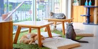 5 Cafe Ramah Hewan di Yogyakarta, Cocok untuk Pencinta Kucing