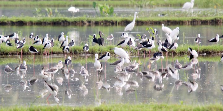 Burung Migran Yang Singgah Di Gorontalo Tak Sebanyak Tahun Lalu