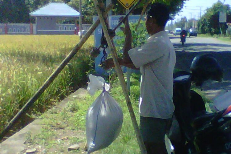 Produksi gabah petani di polewali anjlok hingag 80 persen. Harga gabah yang hnaya dibandrol pedagang Rp 3.800 perkilogramnya jauh dari menguntungkan petani.