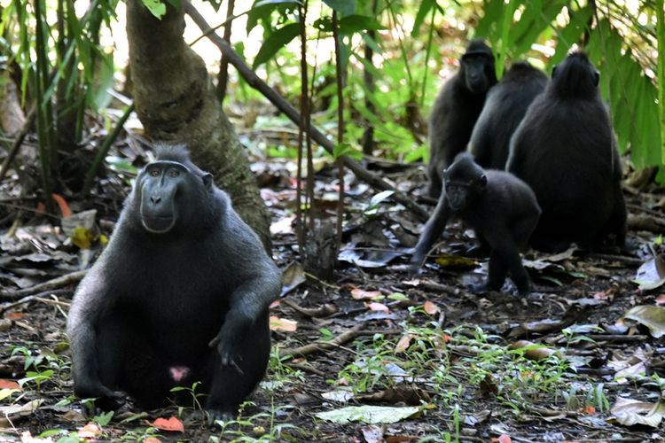 Monyet hitam Sulawesi (Macaca nigra) difoto di Cagar Alam Gunung Tangkoko Batuangus, Sulawesi Utara, Minggu (19/2/2017). Sebagai salah satu primata dengan populasi terancam di dunia, perburuan monyet hitam Sulawesi untuk dijual sebagai santapan masih tinggi.