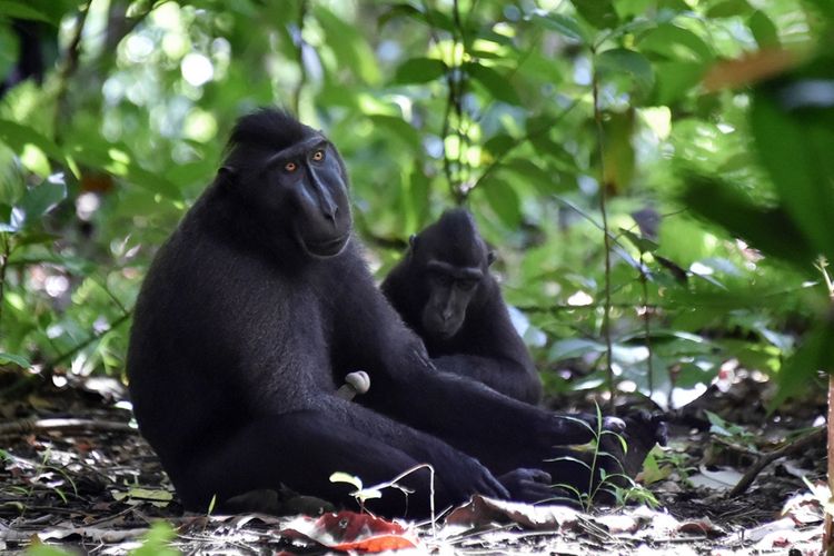 Monyet hitam Sulawesi (Macaca nigra) difoto di Cagar Alam Gunung Tangkoko Batuangus, Sulawesi Utara, Minggu (19/2/2017). Sebagai salah satu primata dengan populasi terancam di dunia, perburuan monyet hitam Sulawesi untuk dijual sebagai santapan masih tinggi.