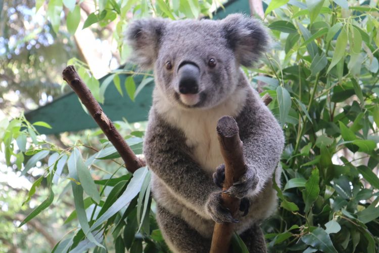 Koala yang menggemaskan di Currumbin Wildlife Sanctuary, Gold Coast, Queensland, Australia.
